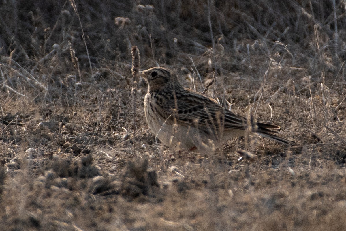 Eurasian Skylark - Grigory Evtukh