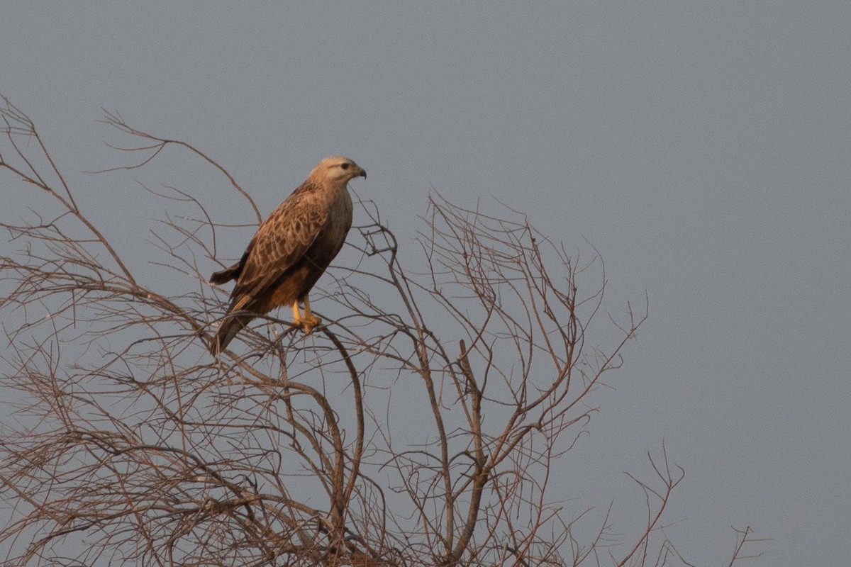 Long-legged Buzzard - ML455772581