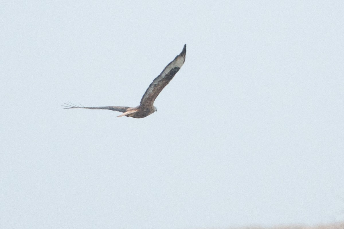 Long-legged Buzzard - ML455772601
