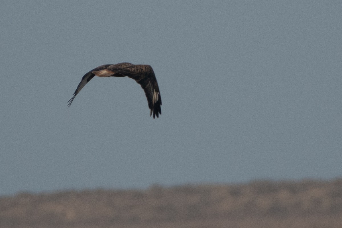 Long-legged Buzzard - ML455772611