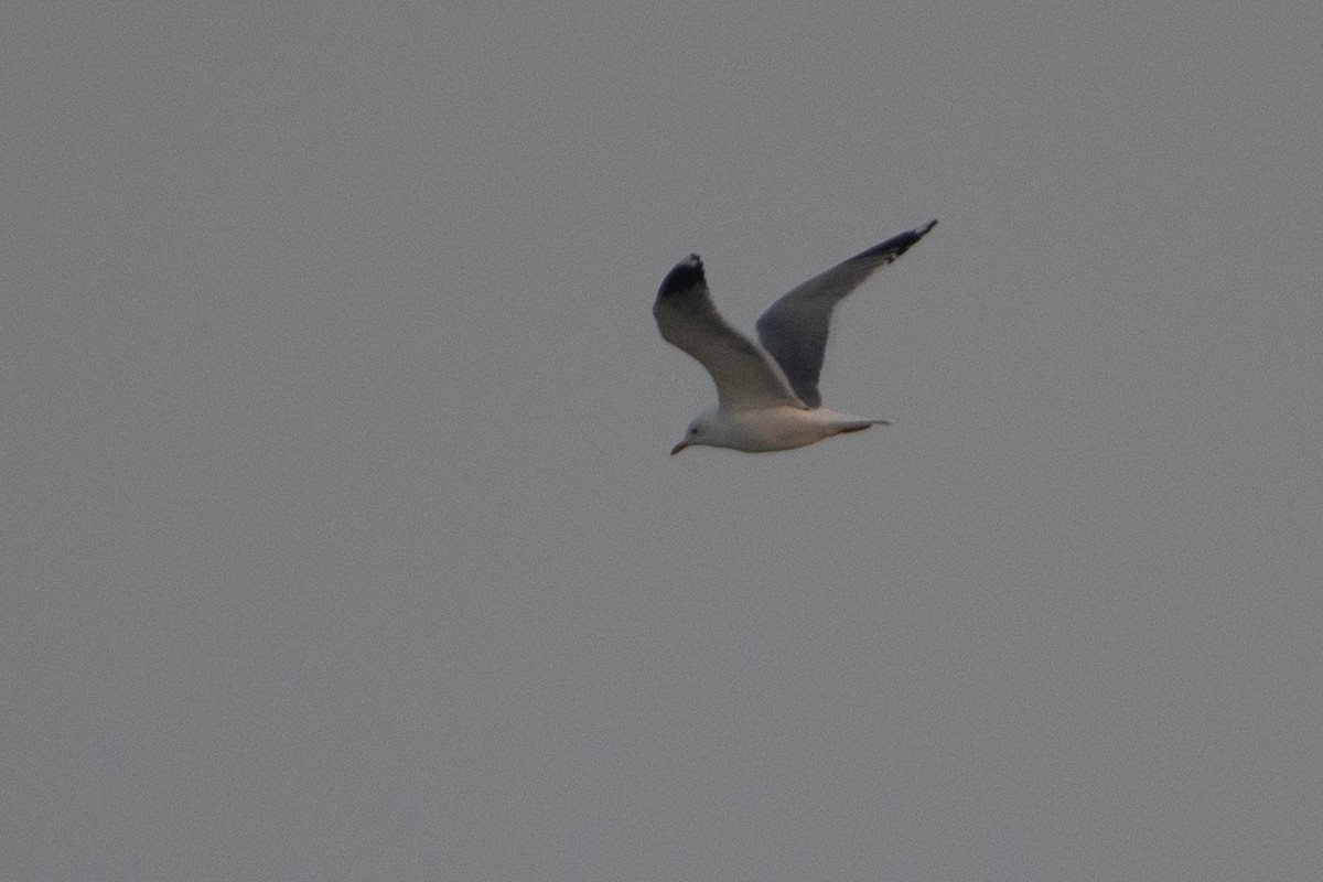 Common Gull - Grigory Evtukh