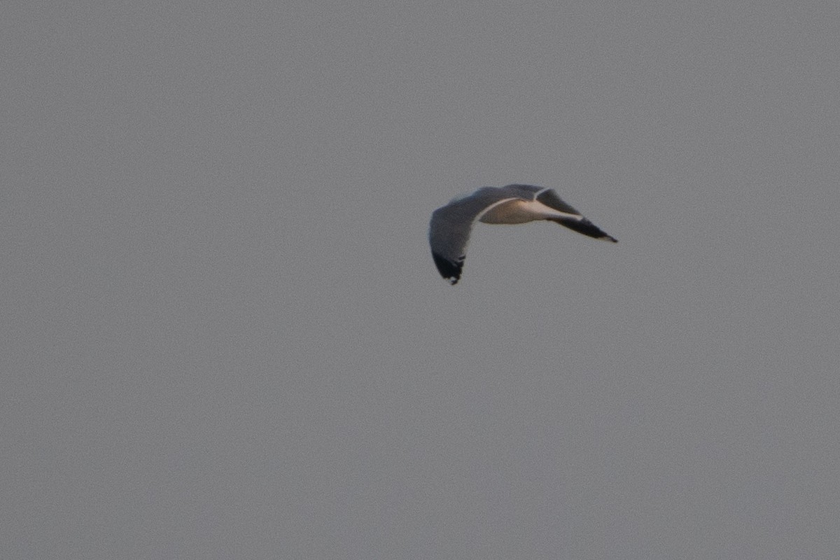 Common Gull - Grigory Evtukh