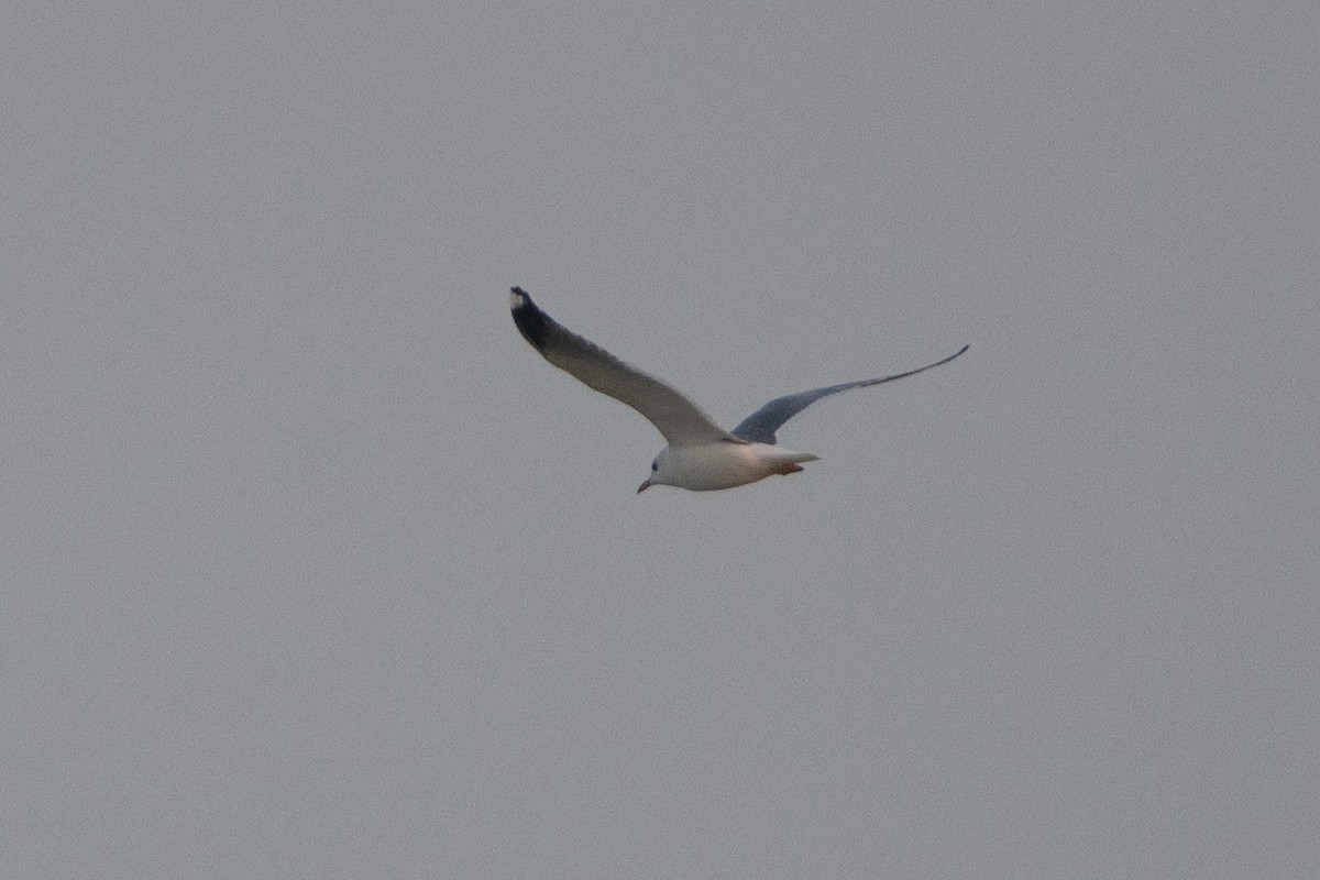 Common Gull - Grigory Evtukh