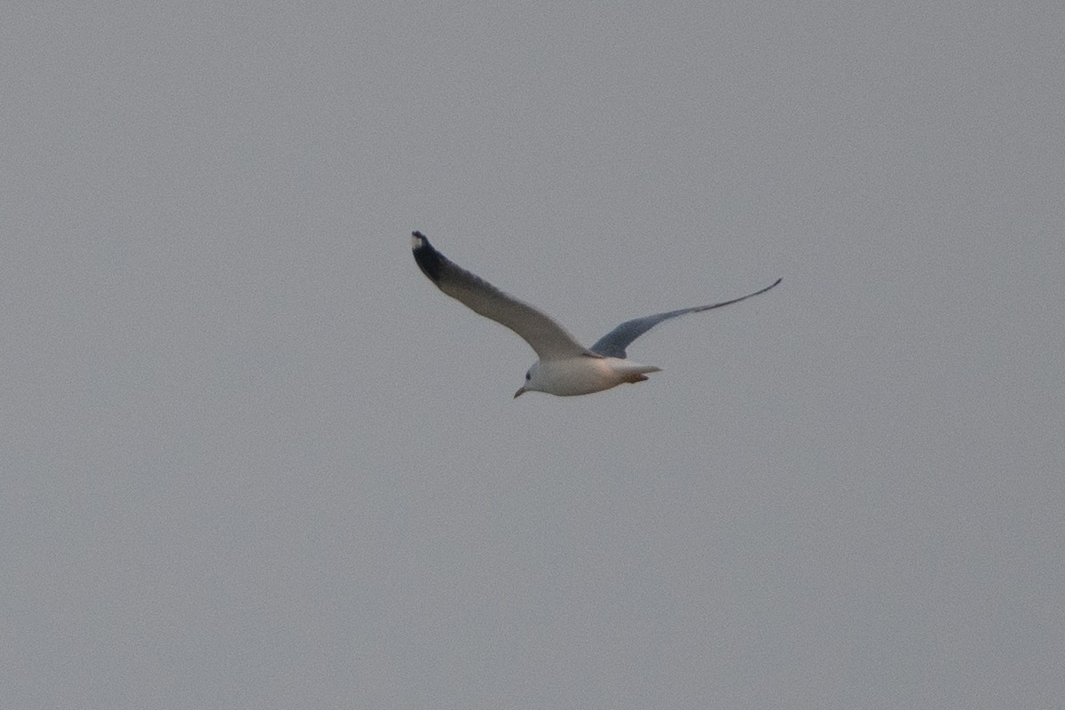 Common Gull - ML455772641