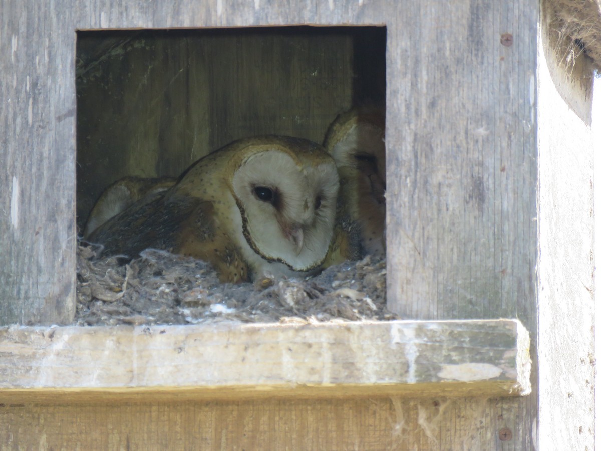 Barn Owl - ML455772781