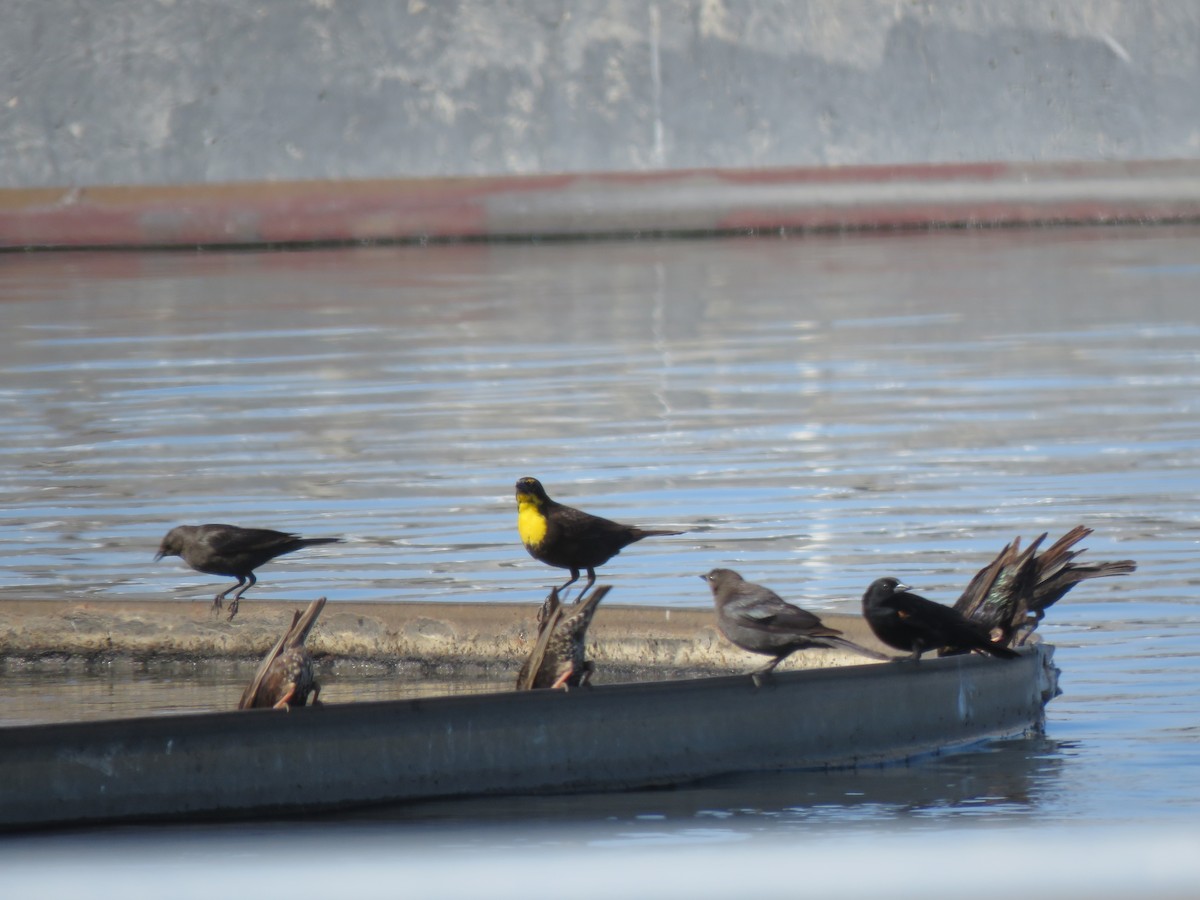 Yellow-headed Blackbird - ML455772831