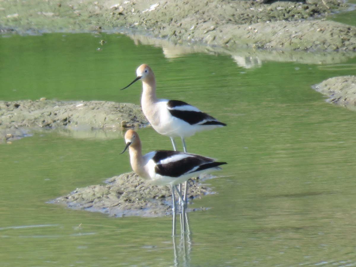 Avocette d'Amérique - ML455773171