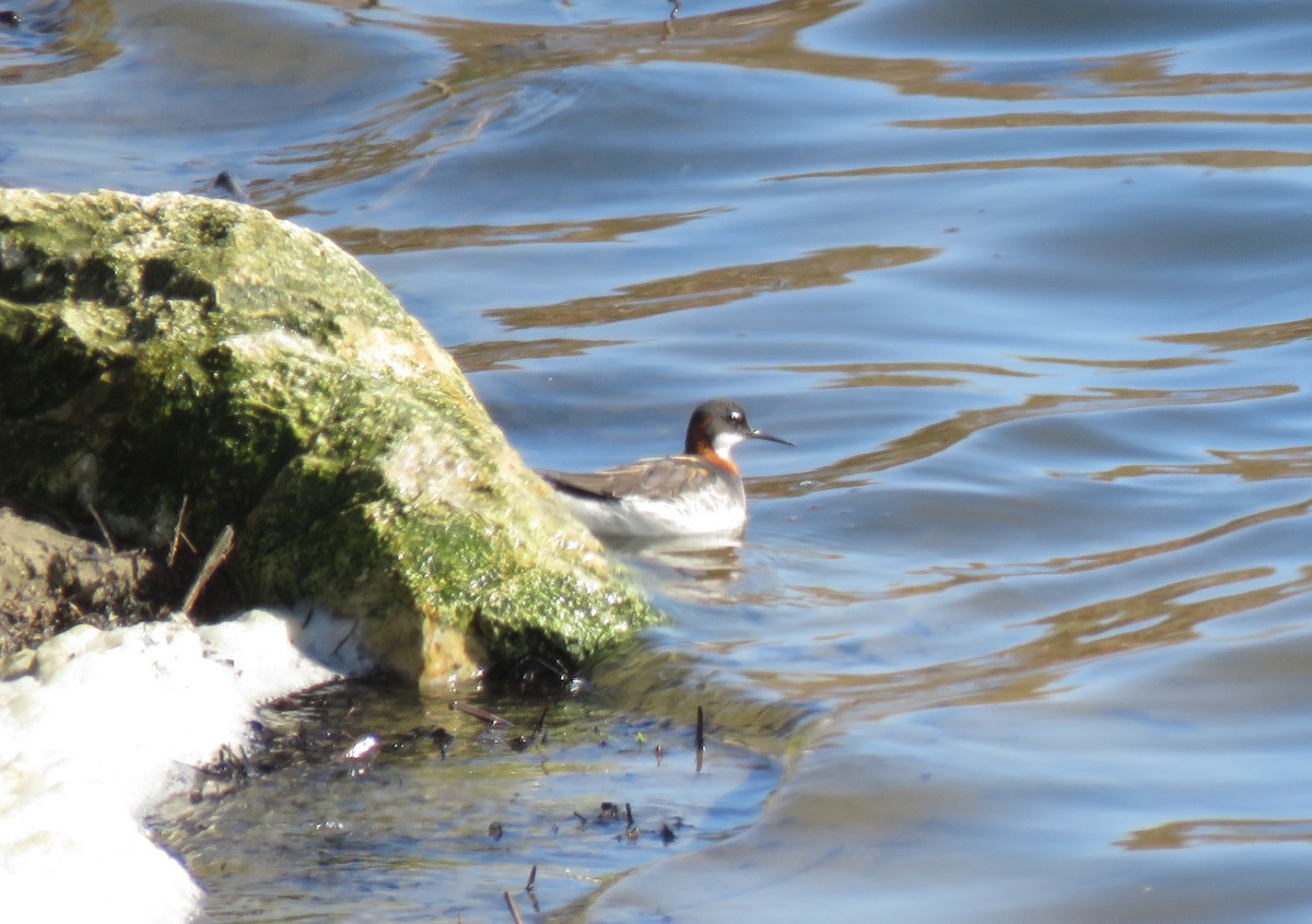 Phalarope à bec étroit - ML455773201