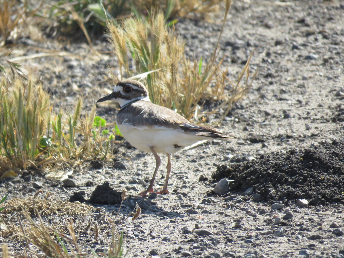 Killdeer - ML455773221