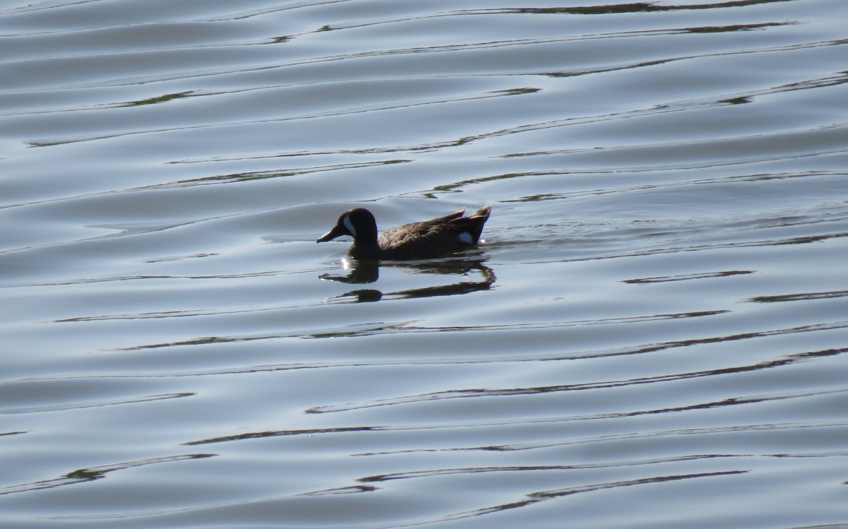 Blue-winged Teal - Randy Kimmett