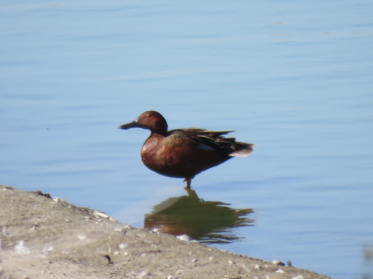 Cinnamon Teal - ML455773431