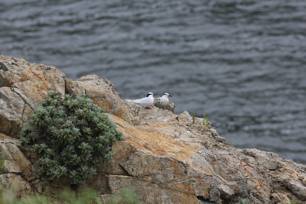 Black-naped Tern - ML455774061