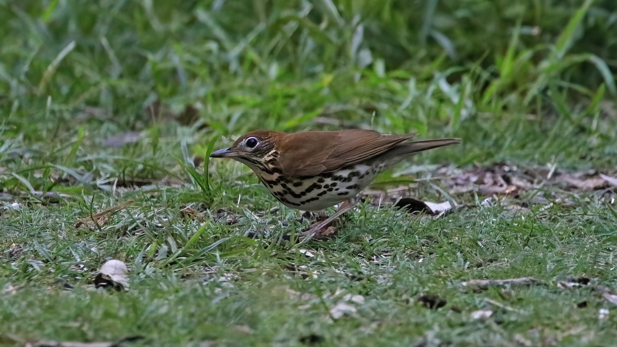 Wood Thrush - Keith CC Mitchell