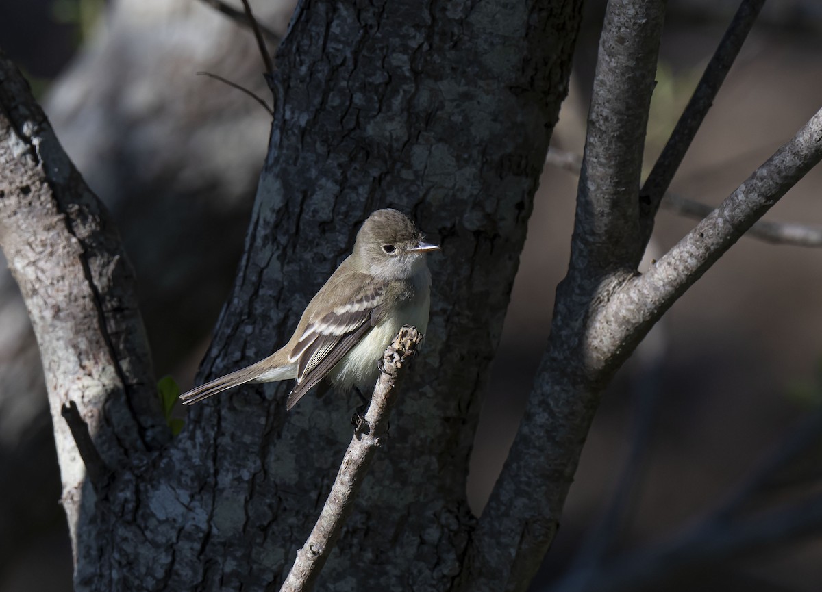 Willow Flycatcher - ML455775511