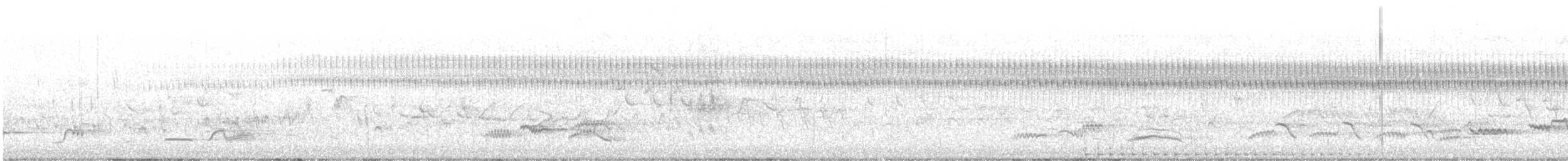 Locustelle tachetée - ML455776431