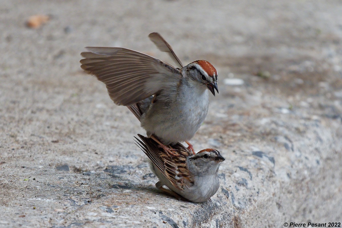 Chipping Sparrow - ML455778251