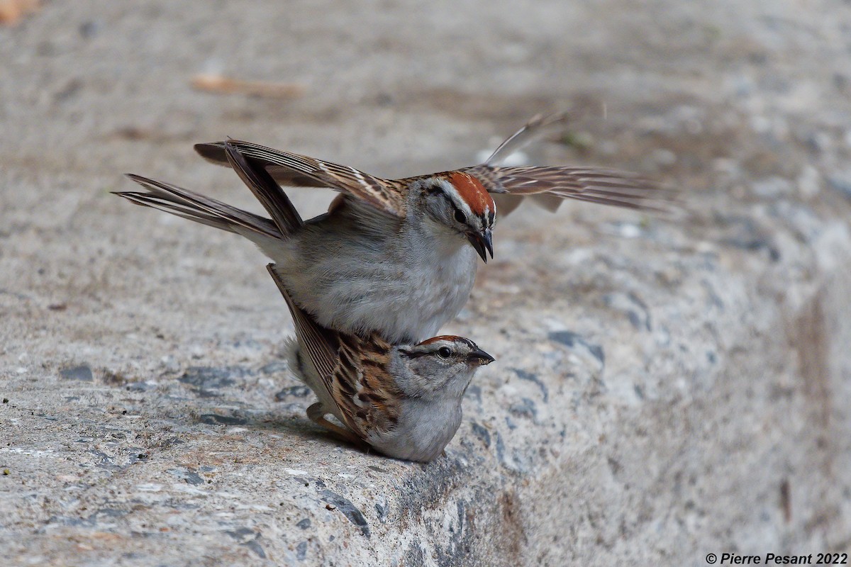 Chipping Sparrow - ML455778271