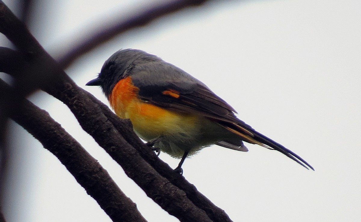 Small Minivet - ML455778991