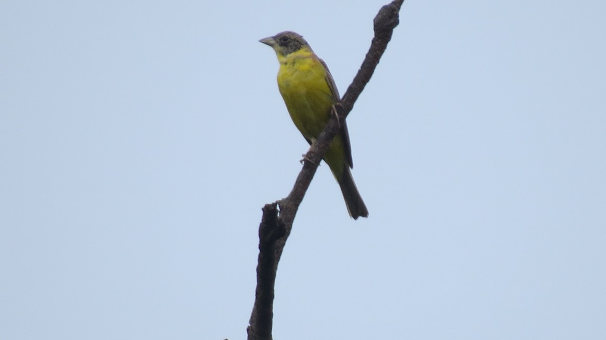 Black-headed Bunting - ML455779211