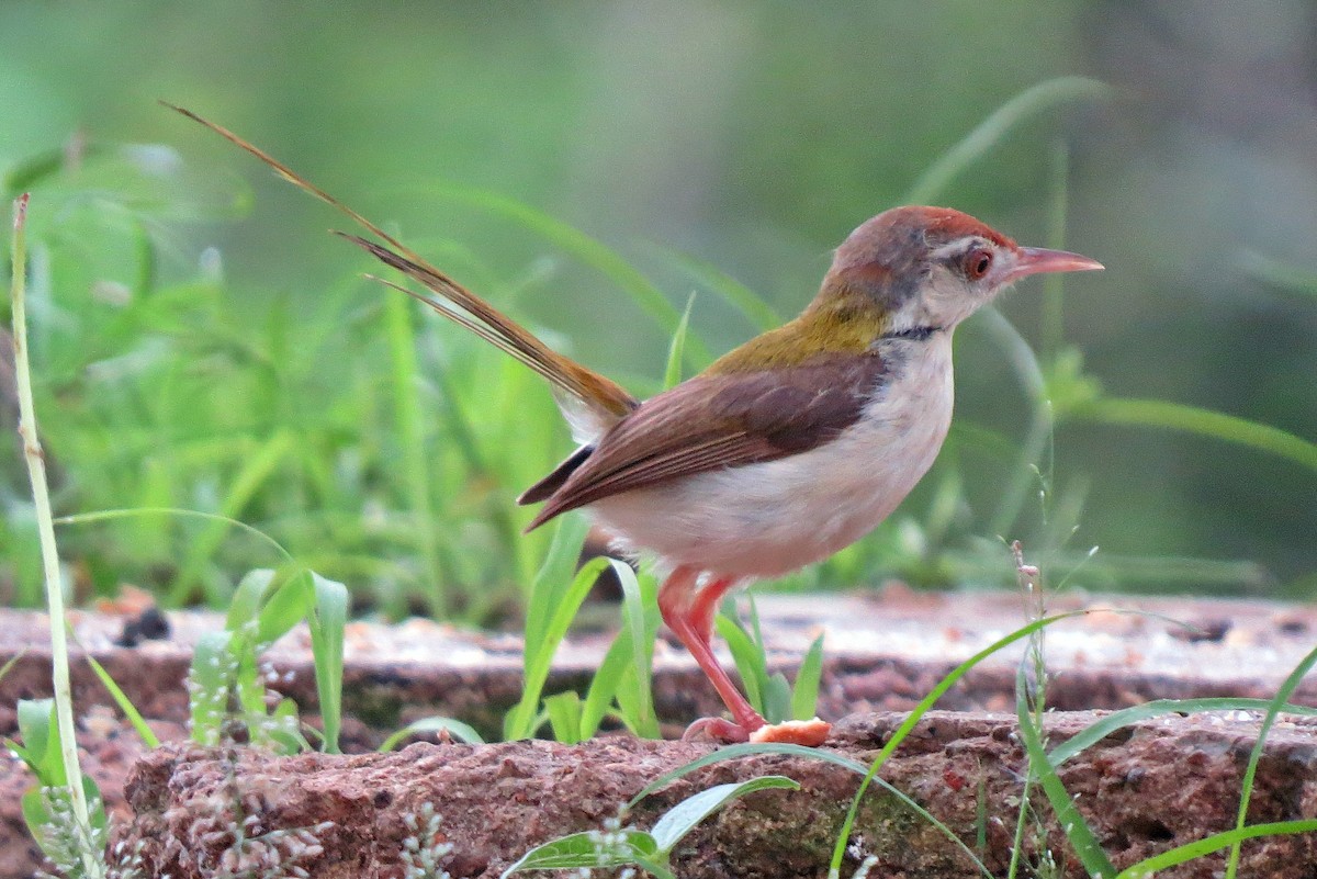 Rotstirn-Schneidervogel - ML455780971