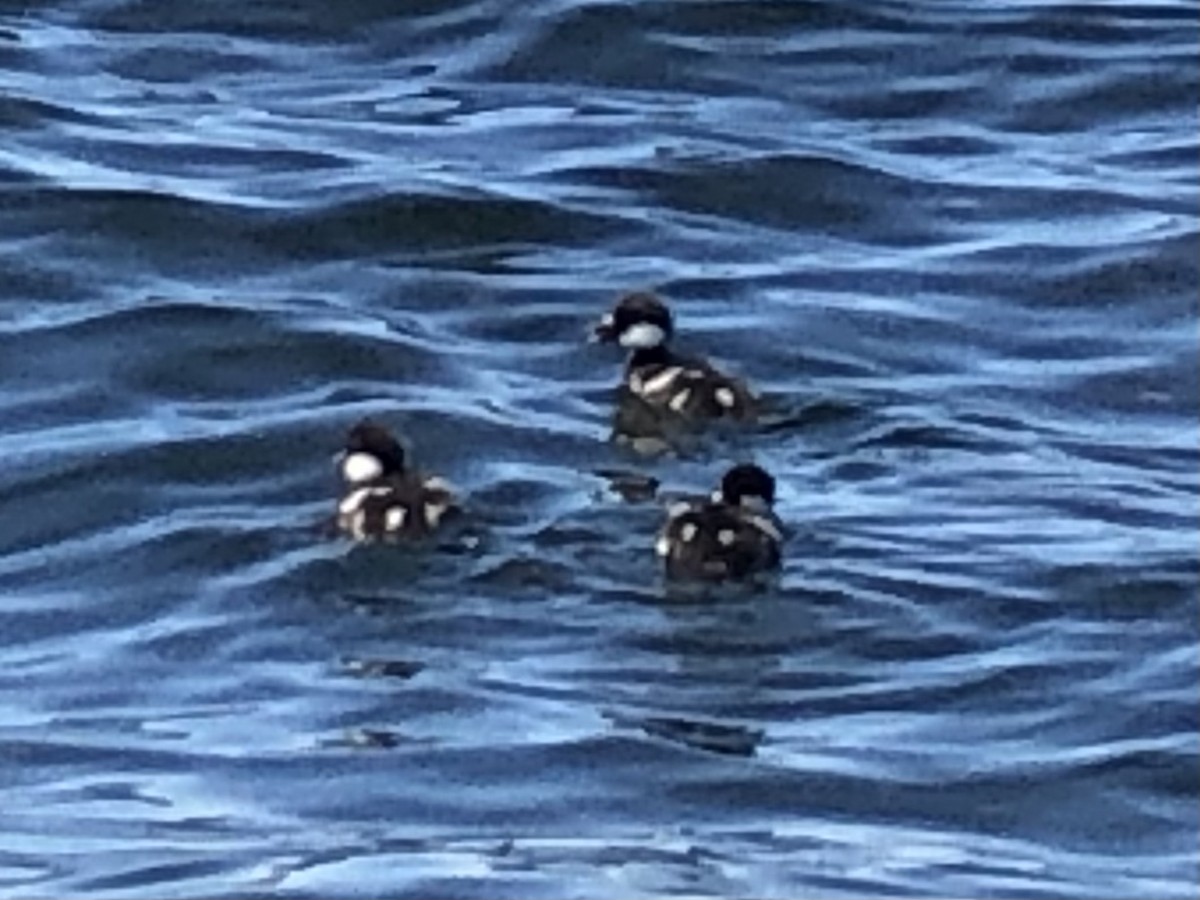 Common Goldeneye - ML455782011