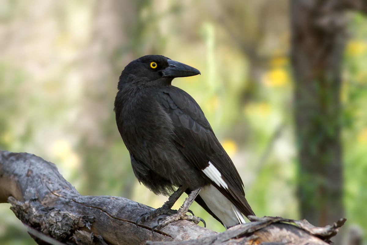 Pied Currawong - ML455783501