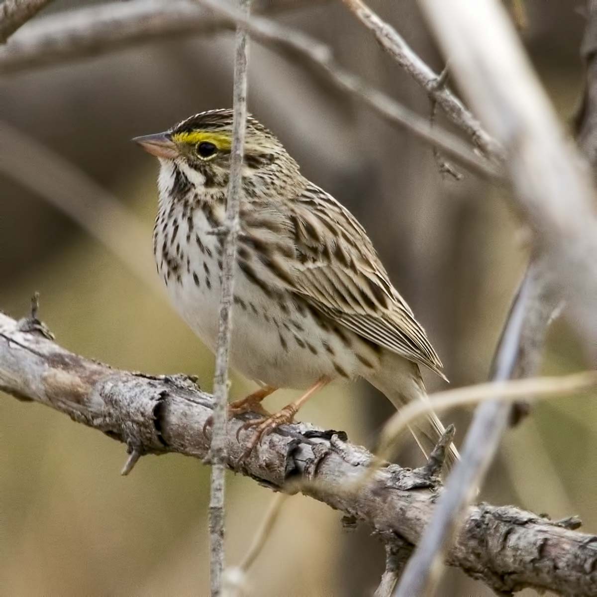 Savannah Sparrow - Brian Peterson