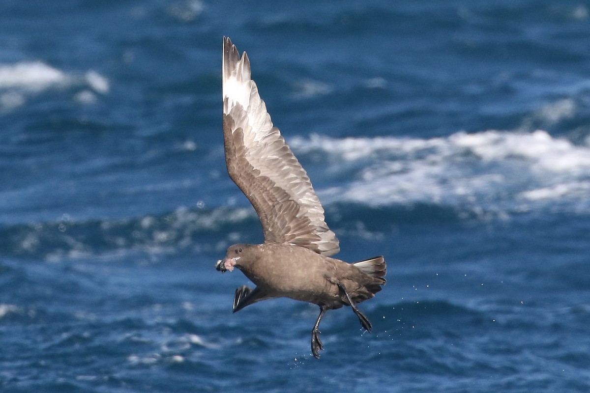 Brown Skua - ML455785671