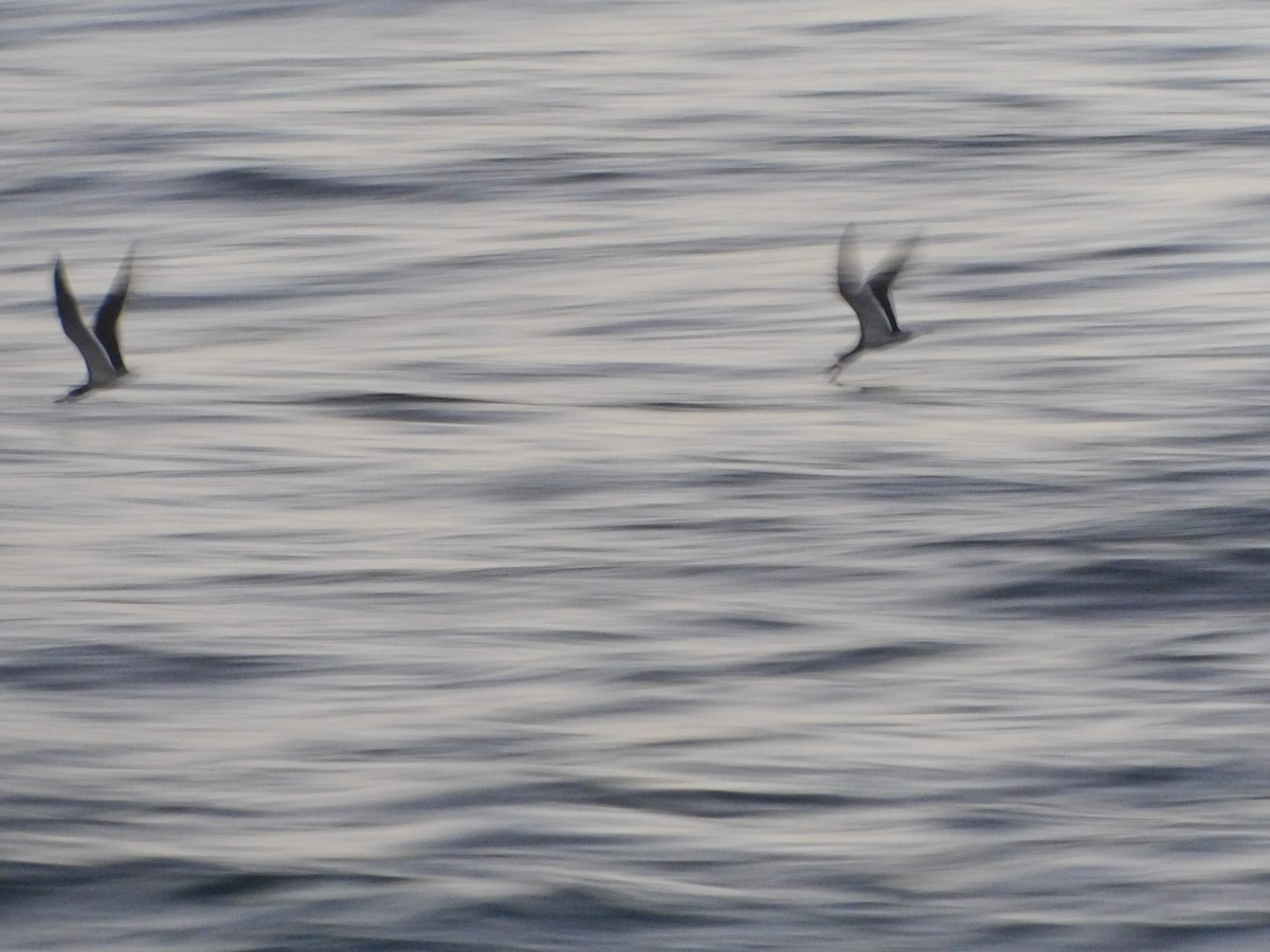 Black Skimmer - ML455786831