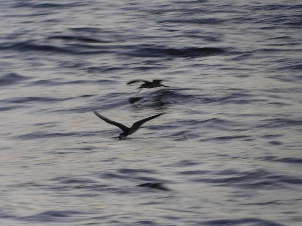 Black Skimmer - Juan Ramírez