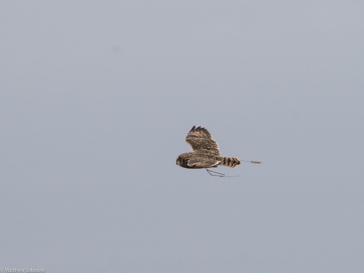 Short-eared Owl - matthew sabatine