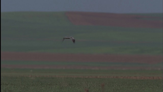 Montagu's Harrier - ML455789