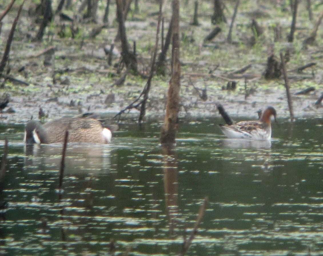 Red-necked Phalarope - Willie D'Anna