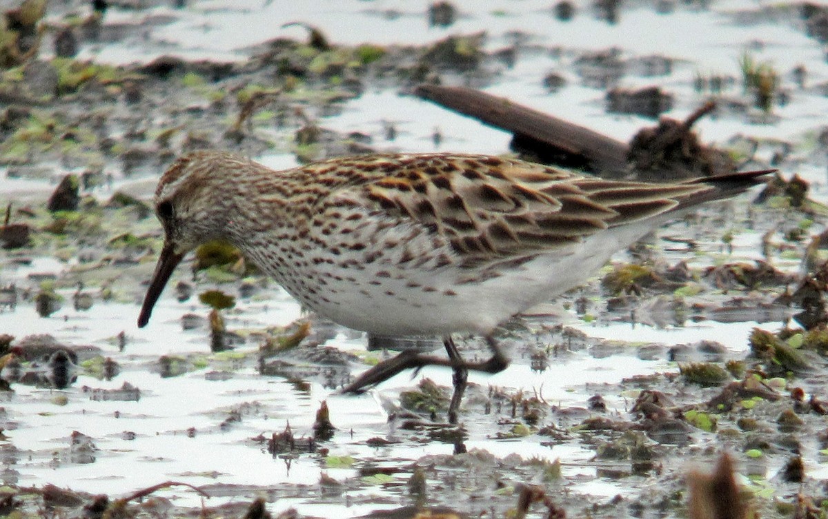White-rumped Sandpiper - Willie D'Anna