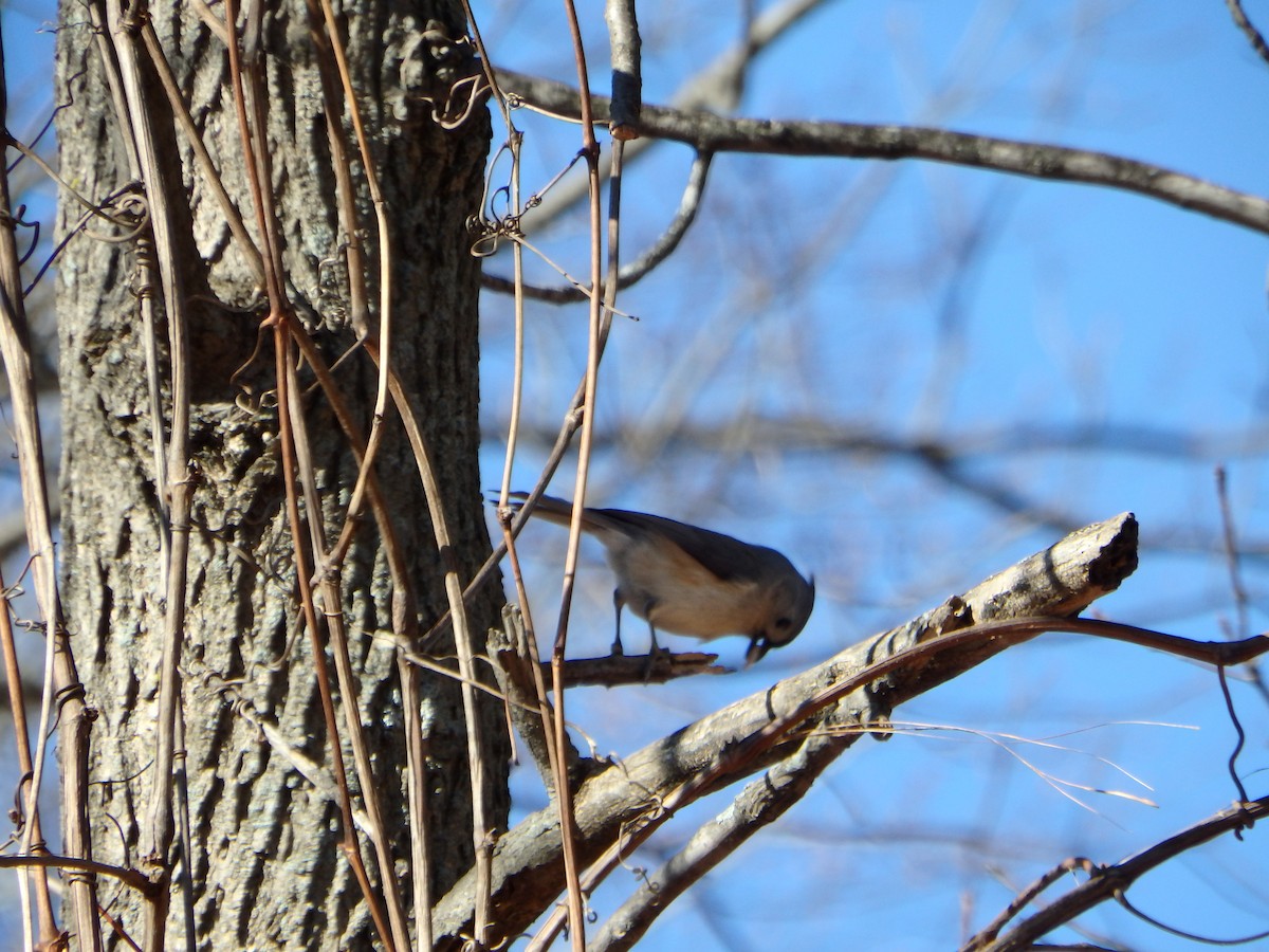 Tufted Titmouse - ML45579021