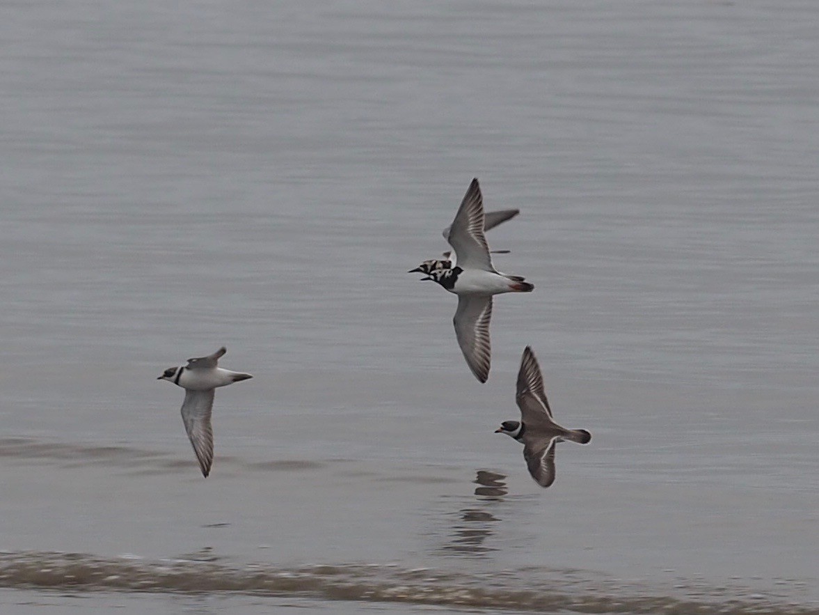 Ruddy Turnstone - ML455790311