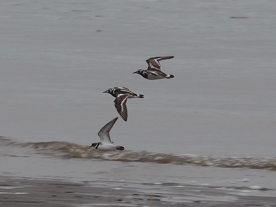 Ruddy Turnstone - ML455790321