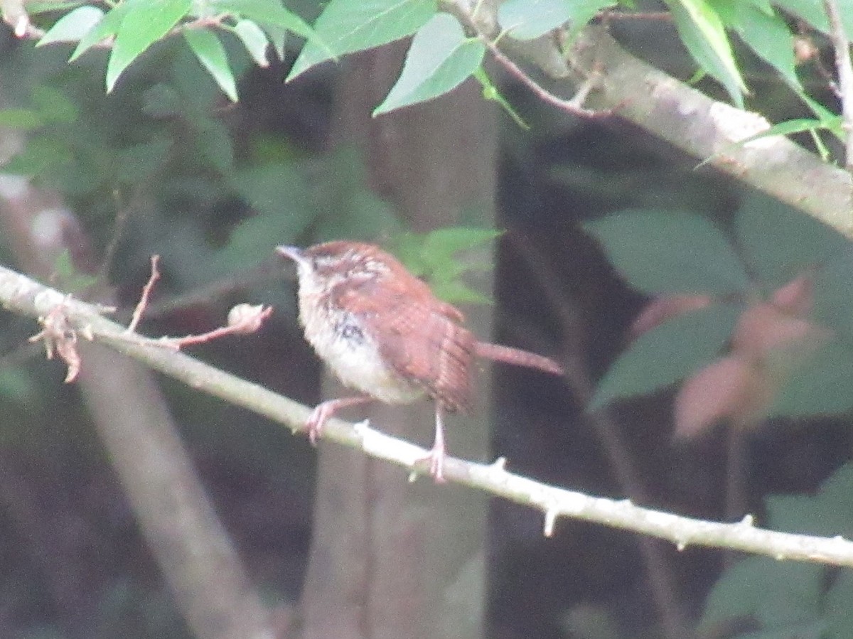 Carolina Wren - ML455790971