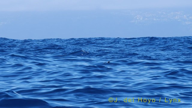 Band-rumped Storm-Petrel (Madeiran) - ML455792761