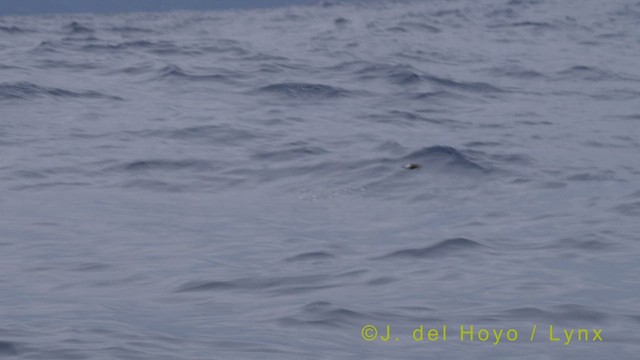 Band-rumped Storm-Petrel (Madeiran) - ML455793561