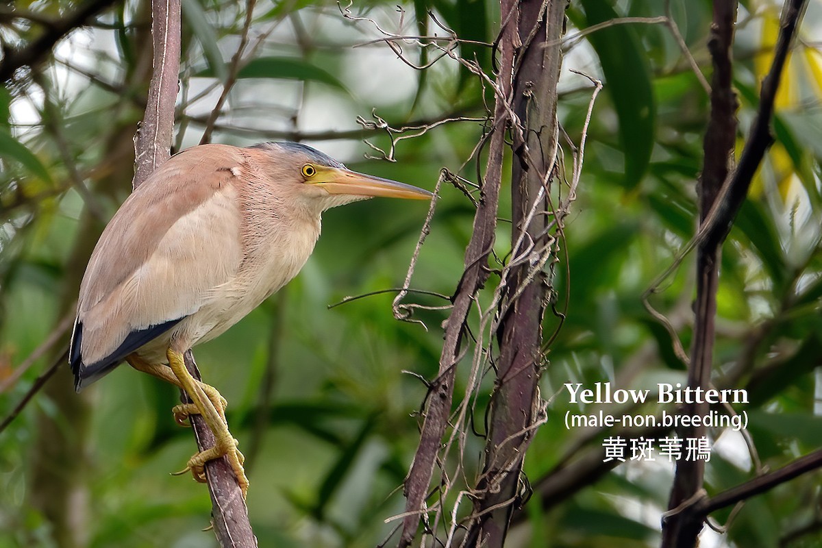 Yellow Bittern - ML455795171