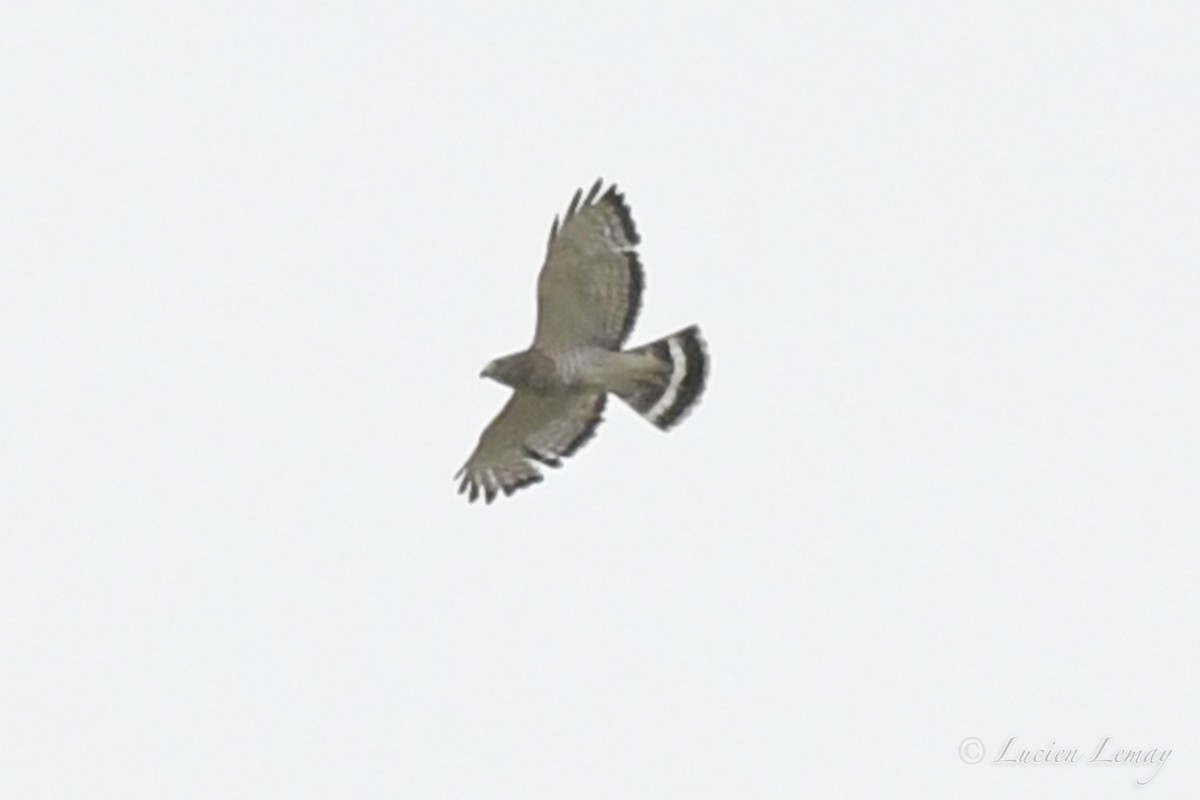 Broad-winged Hawk - ML455795201