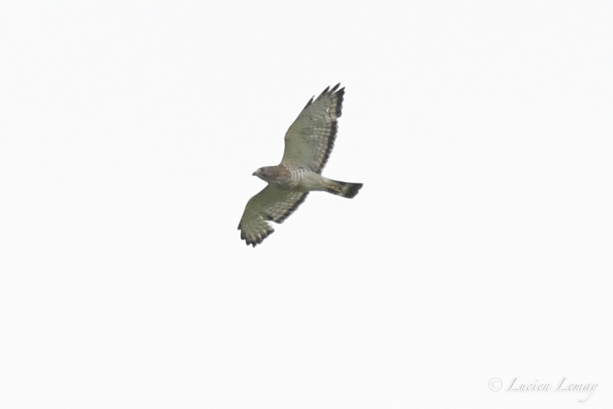 Broad-winged Hawk - ML455795241