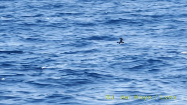 Band-rumped Storm-Petrel (Madeiran) - ML455795251