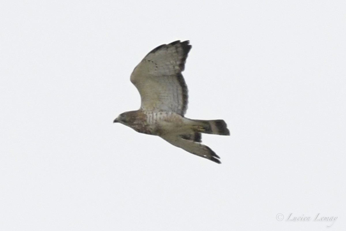 Broad-winged Hawk - ML455795391