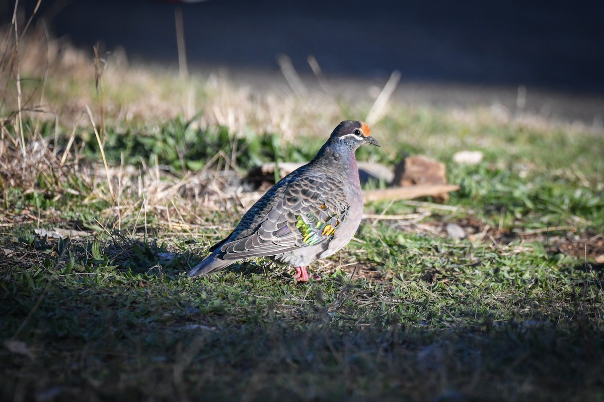 Common Bronzewing - ML455795451