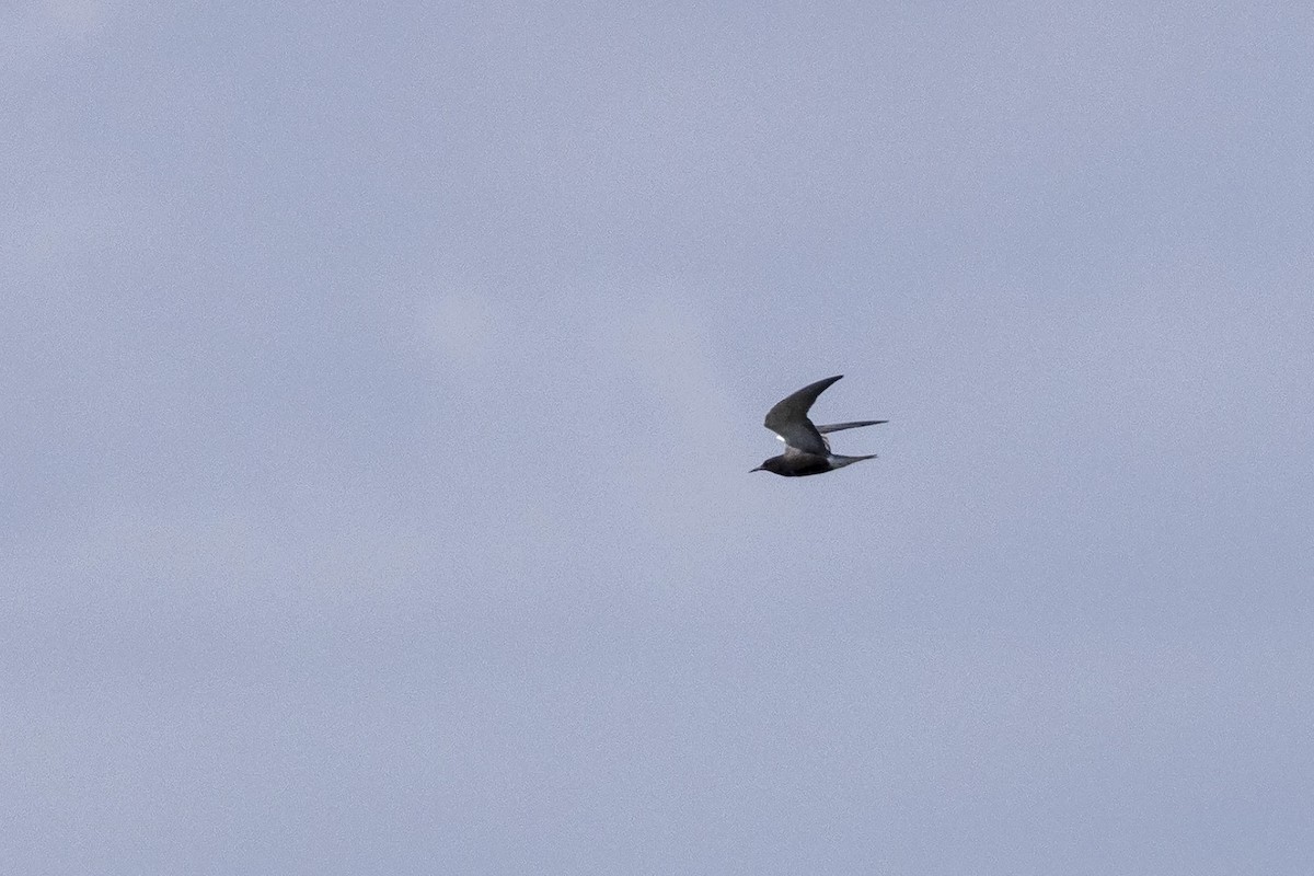 Black Tern (American) - ML455795651