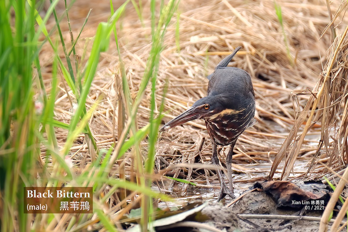 Black Bittern - ML455795701