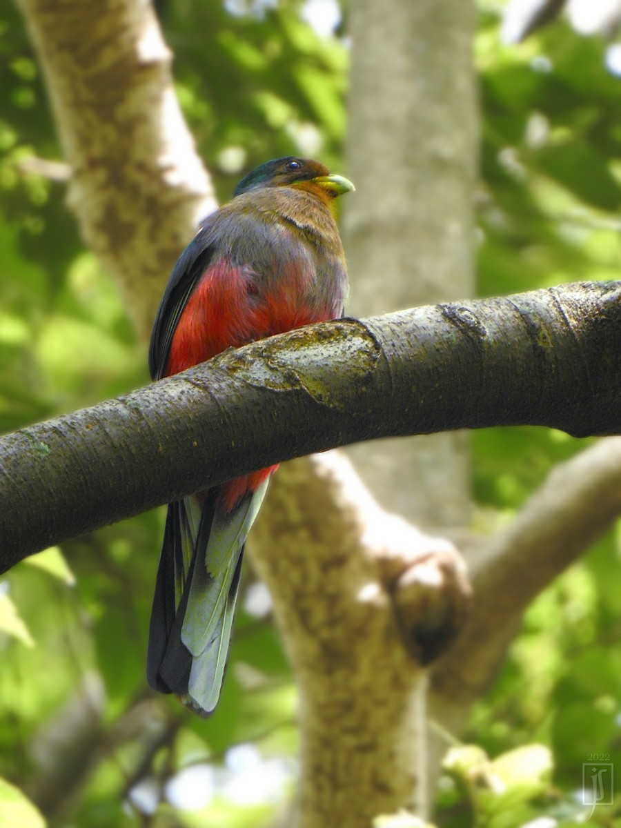 trogon africký - ML455796371