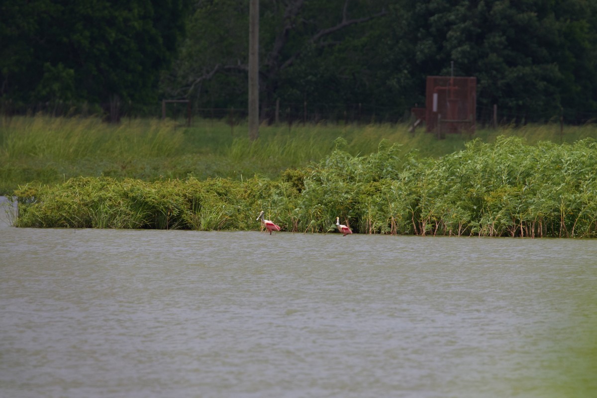 Roseate Spoonbill - ML455797151